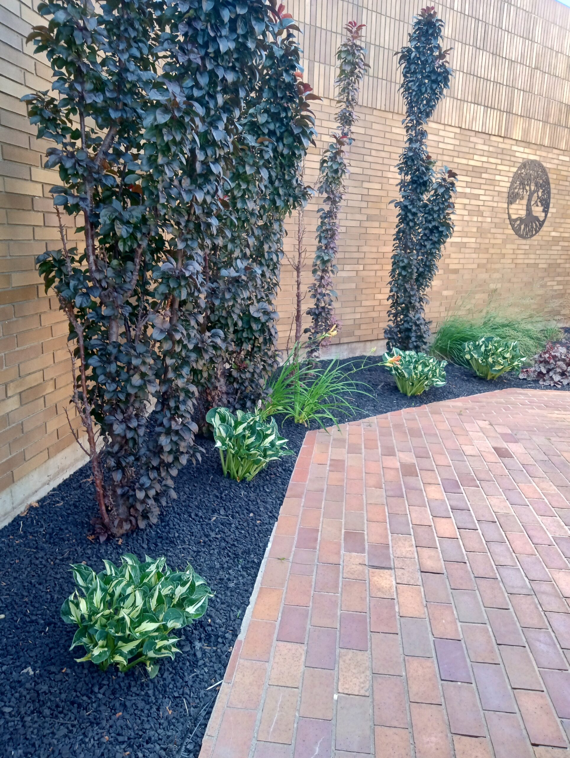 Courtyard Garden, Barrhead Healthcare Center, Shade Border with Tall Shrubs, Hostas