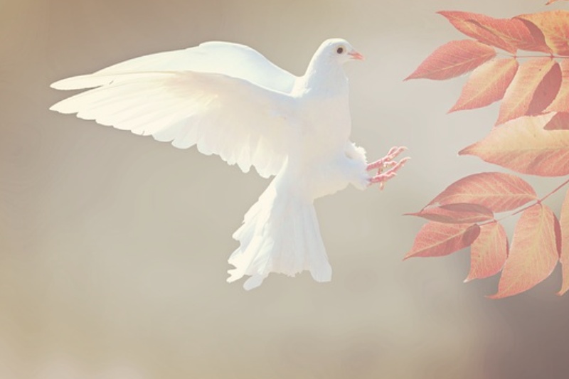 White Dove, Sympathy, Memorial Donation, Barrhead