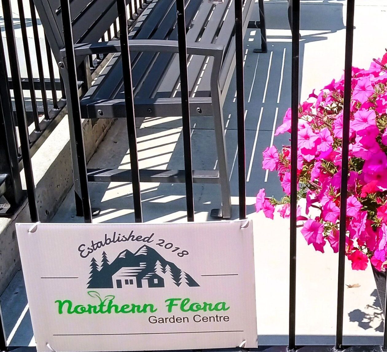 Northern Flora staff delivering donated Pink Wave petunia containers to Barrhead Healthcare Centre Auxiliary.