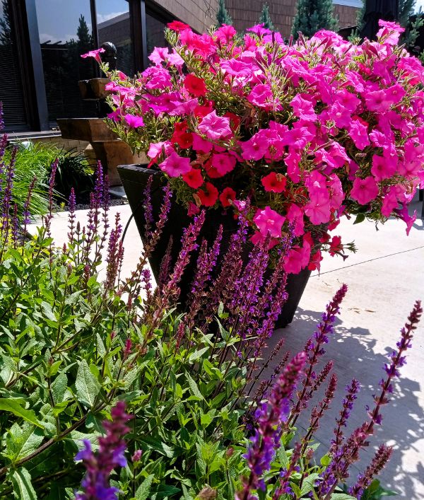Pink Wave petunias in full bloom at Barrhead Healthcare Centre, donated by Northern Flora Garden Center.<br />
